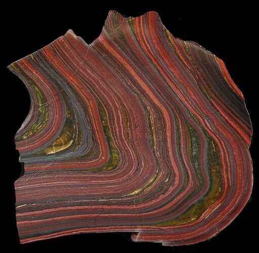 Polished Tiger Iron Stromatolite - ( Billion Years) #46813